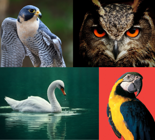 What kind of bird are you?