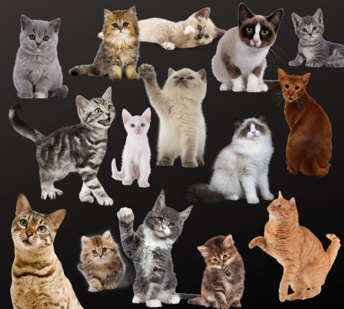Cat Names